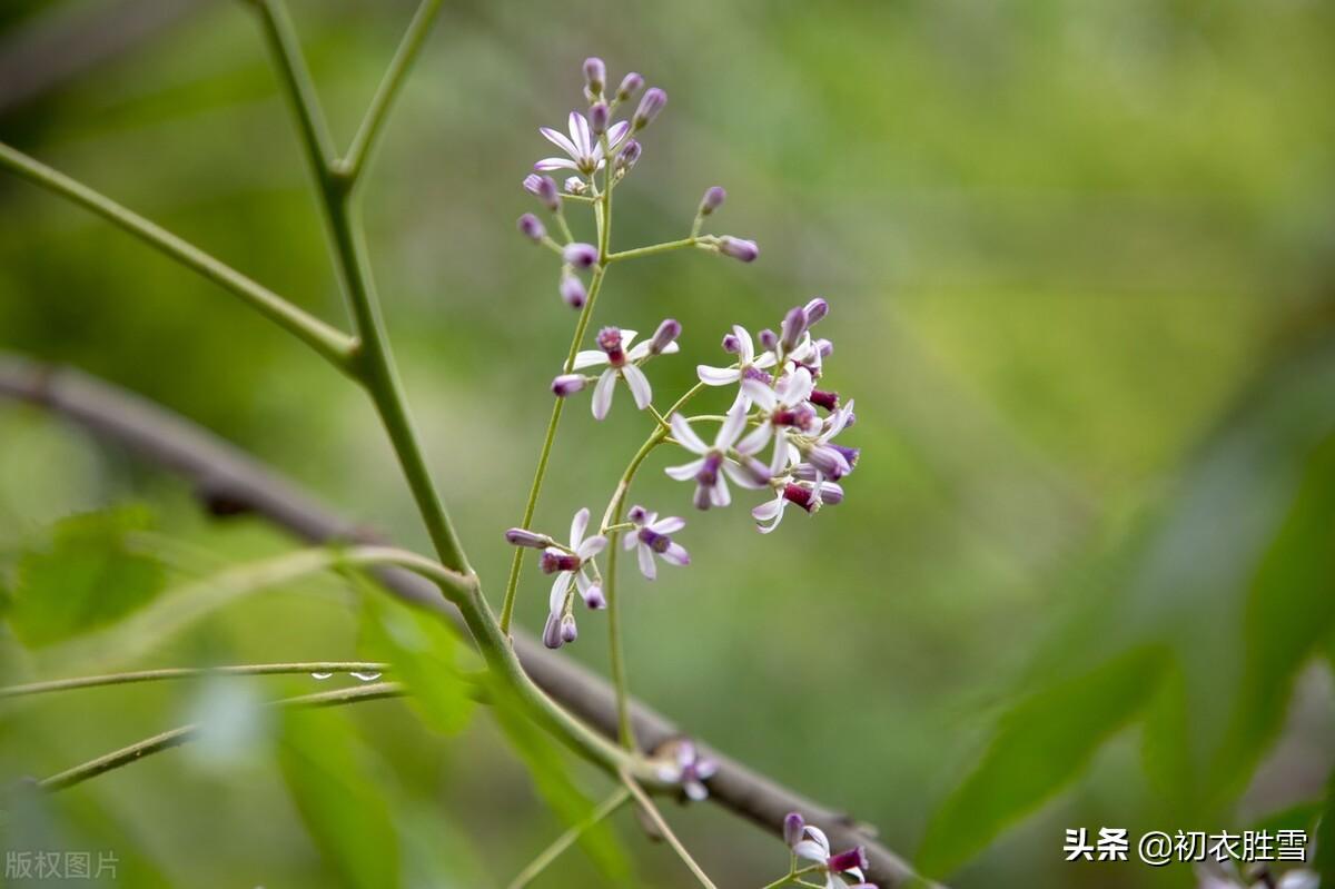 楝花经典诗词有哪些（晚春早夏楝花七首）