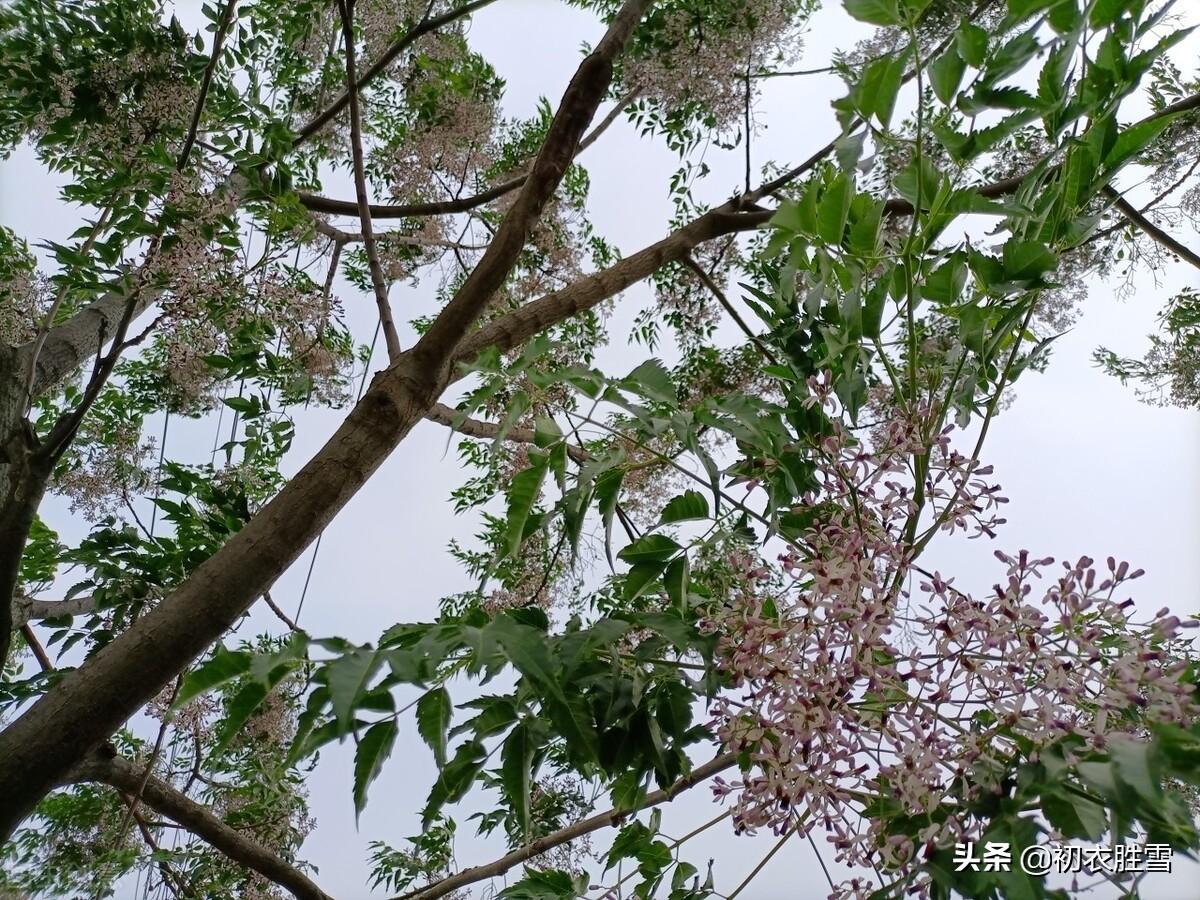 楝花经典诗词有哪些（晚春早夏楝花七首）