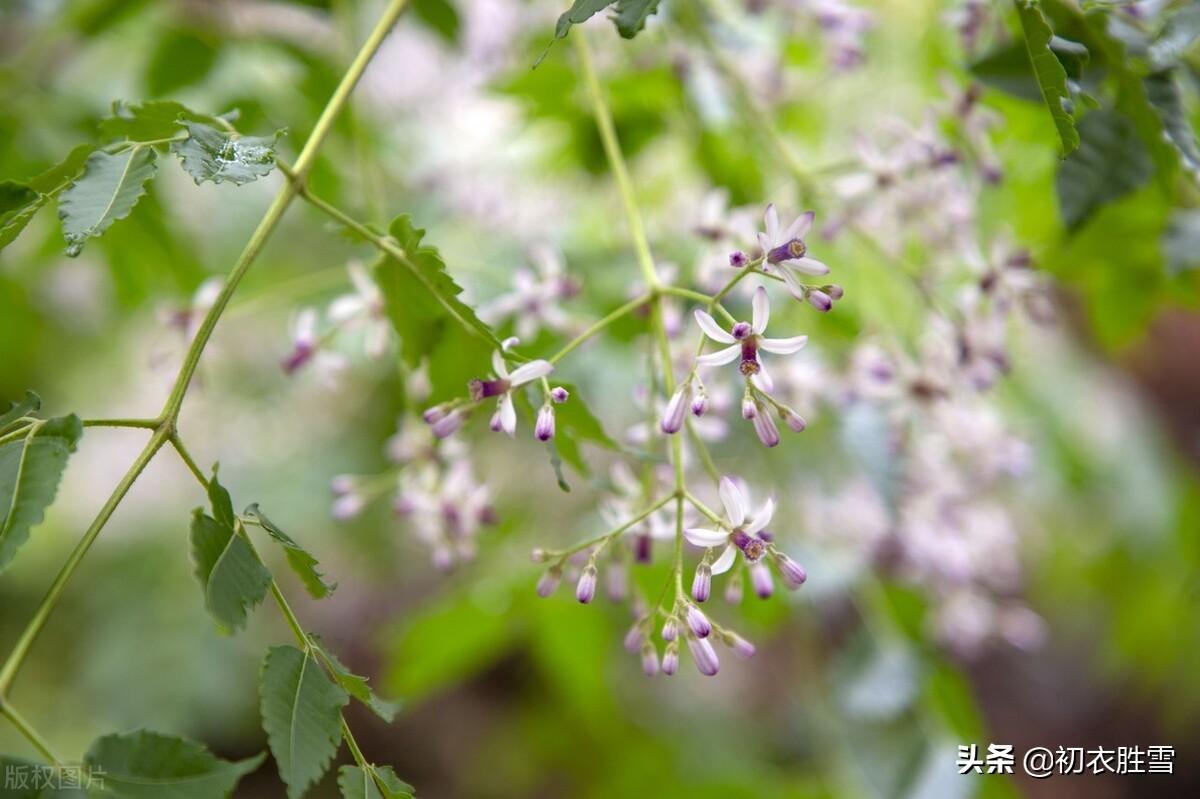 楝花经典诗词有哪些（晚春早夏楝花七首）