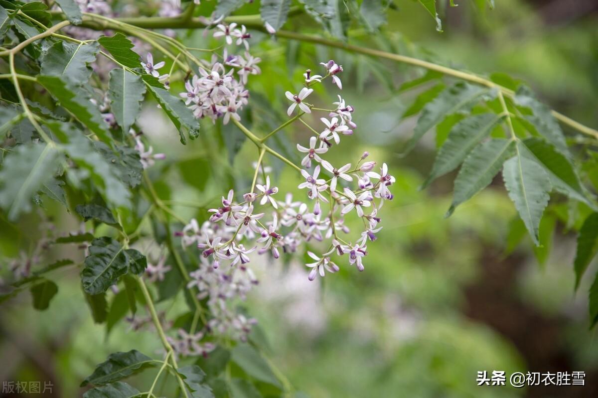 楝花经典诗词有哪些（晚春早夏楝花七首）