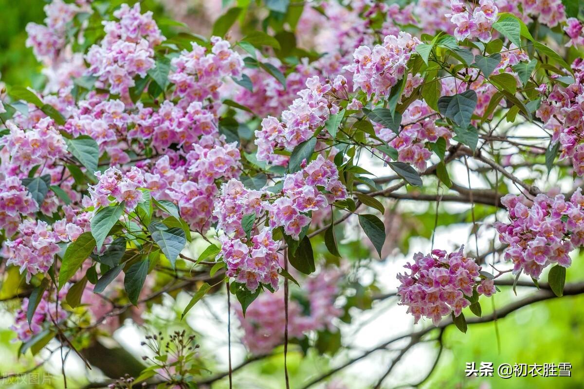 晚春明丽高美楸花八首（楸花时见万年枝，高张锦绣照青空）