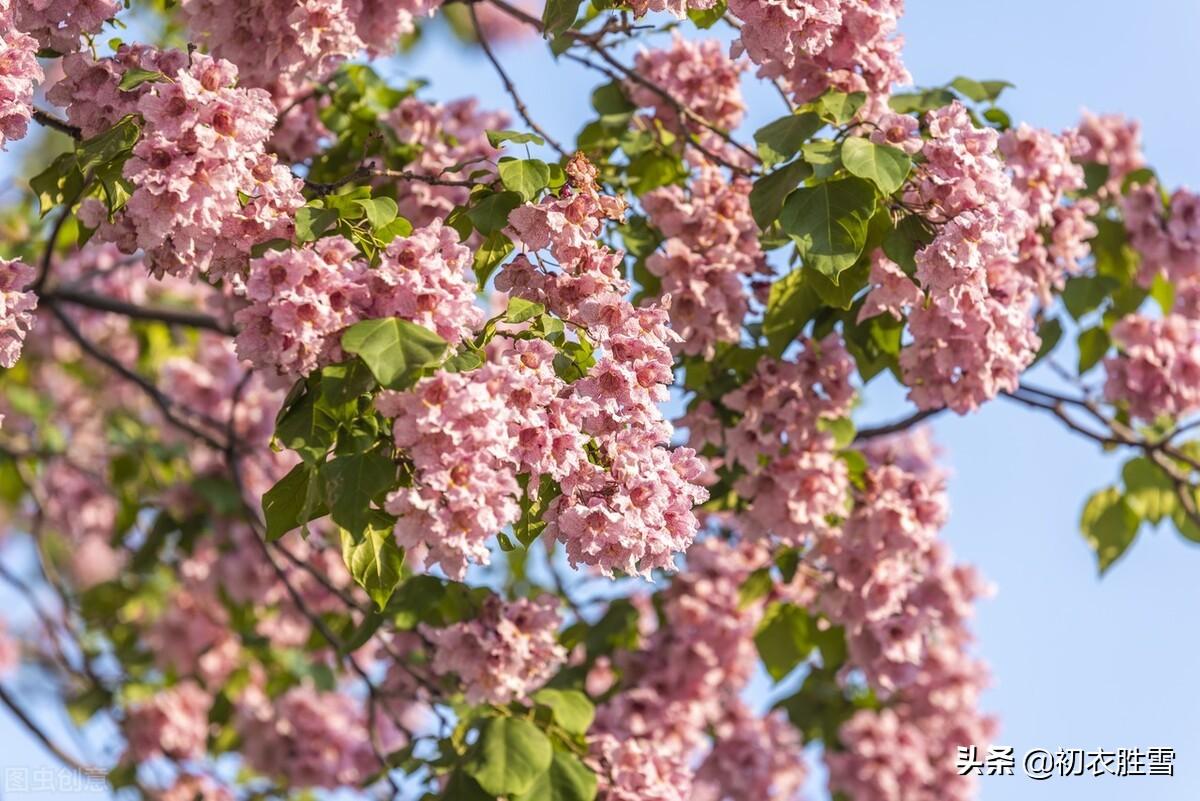 晚春明丽高美楸花八首（楸花时见万年枝，高张锦绣照青空）