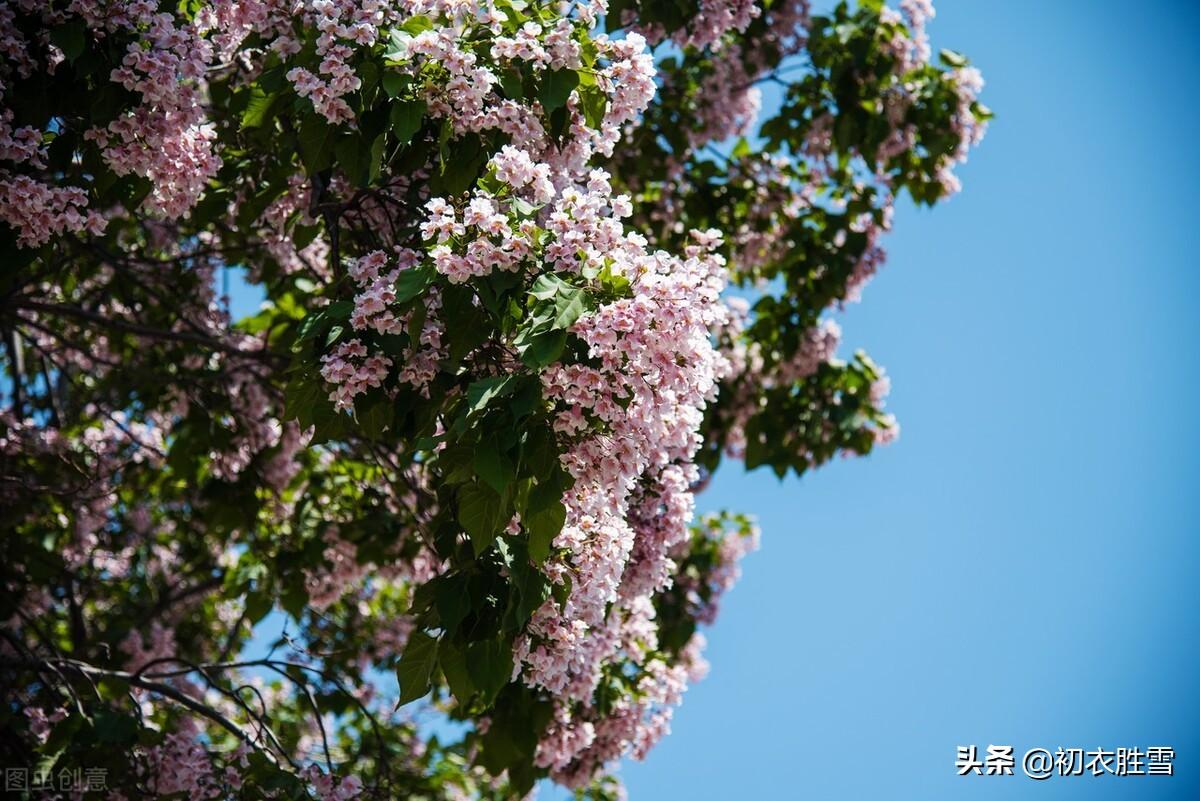 晚春明丽高美楸花八首（楸花时见万年枝，高张锦绣照青空）