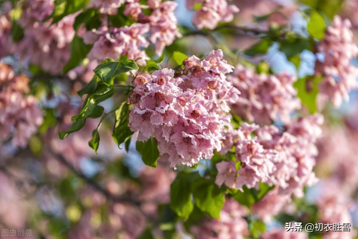 晚春明丽高美楸花八首（楸花时见万年枝，高张锦绣照青空）