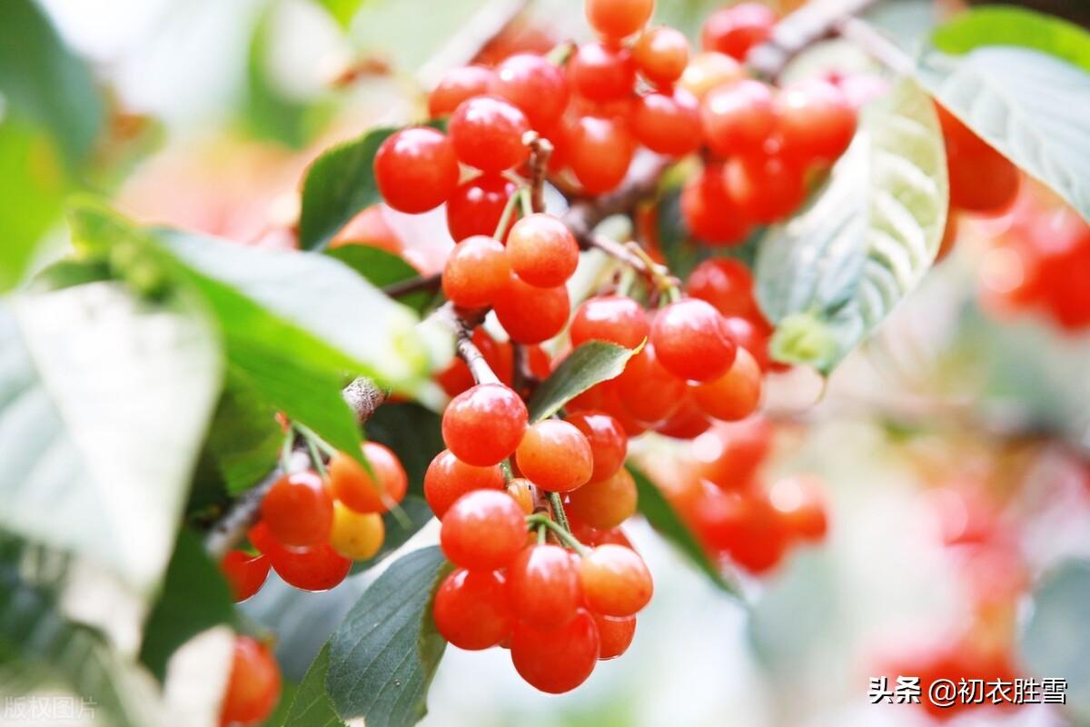 晚春樱桃唯美诗词七首（樱桃红烁烁，谷雨熟樱桃）