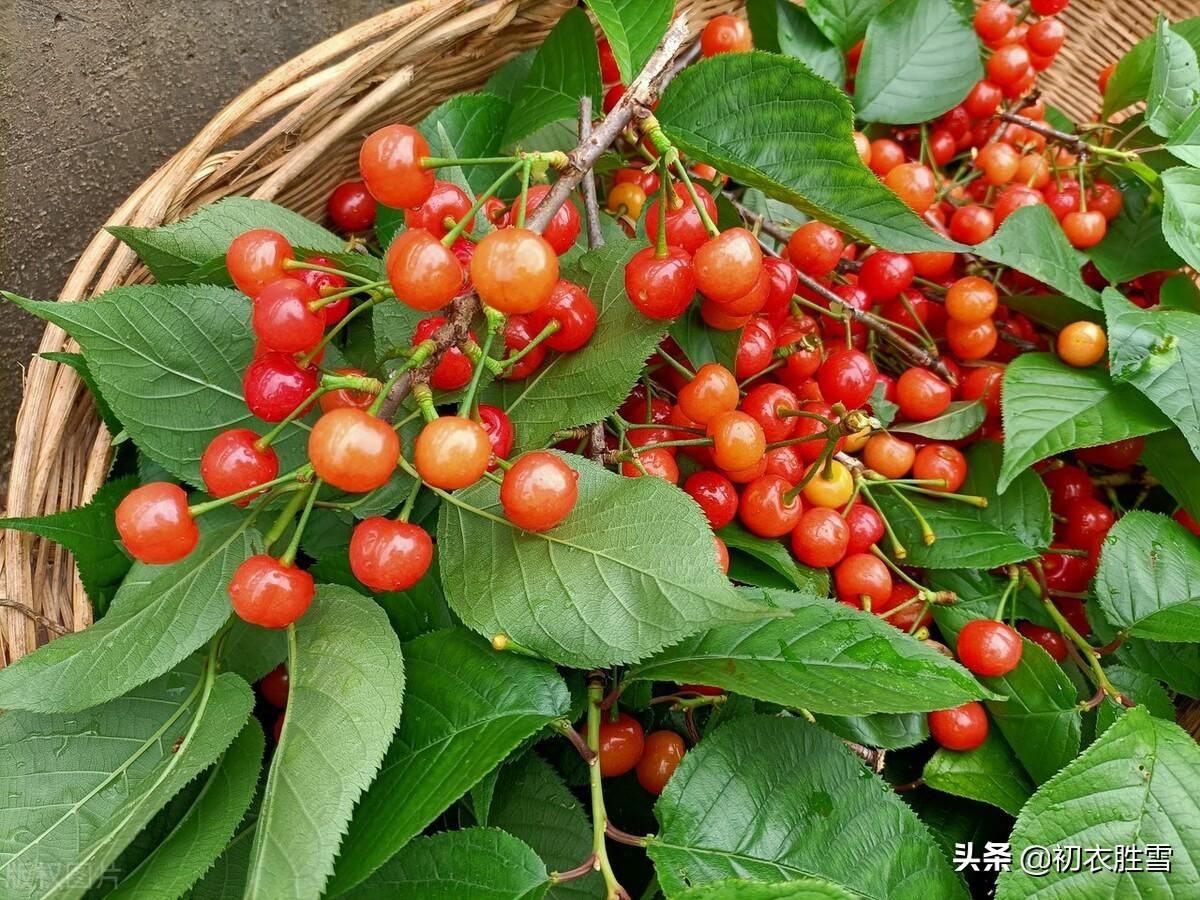 晚春樱桃唯美诗词七首（樱桃红烁烁，谷雨熟樱桃）