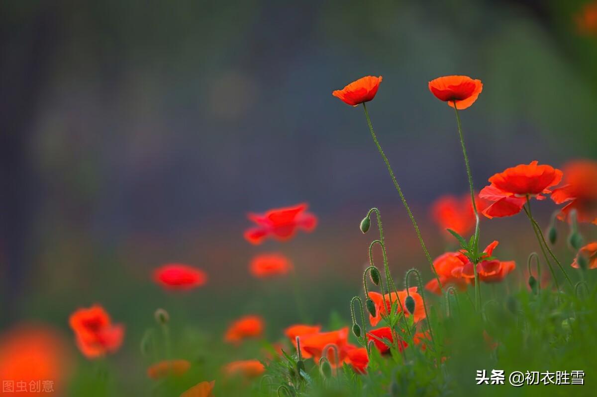 虞美人经典诗词有哪些（辛弃疾虞美人诗词两首）