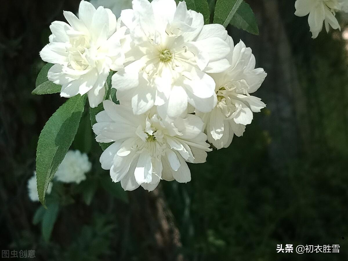 荼蘼花经典诗词名句（晚春花信之荼蘼花八首）