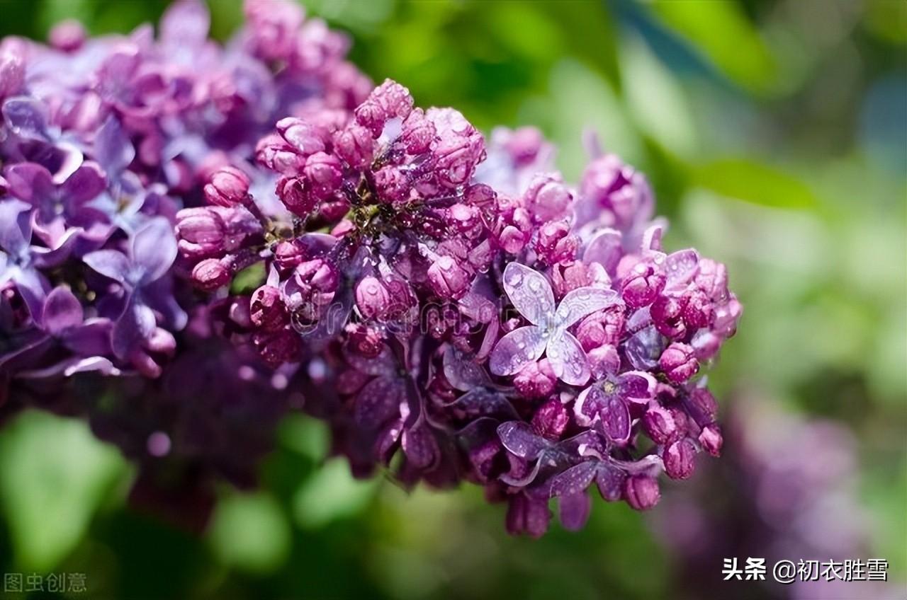 晚春丁香唯美诗词六首（紫花何太媚，香沉烟雨寒）