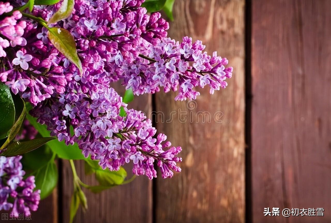 晚春丁香唯美诗词六首（紫花何太媚，香沉烟雨寒）