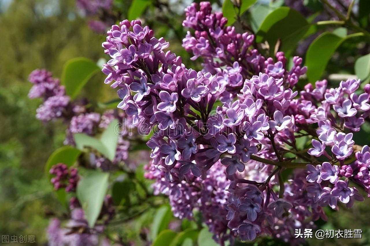 晚春丁香唯美诗词六首（紫花何太媚，香沉烟雨寒）