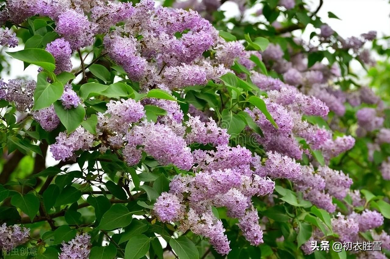 晚春丁香唯美诗词六首（紫花何太媚，香沉烟雨寒）