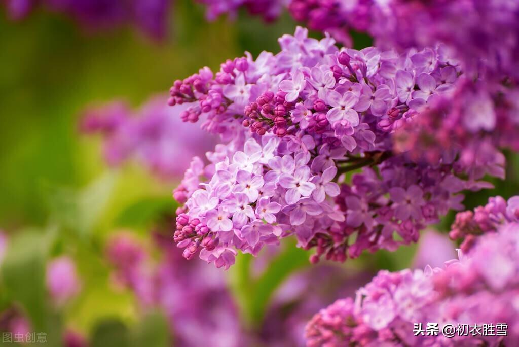 晚春丁香唯美诗词六首（紫花何太媚，香沉烟雨寒）