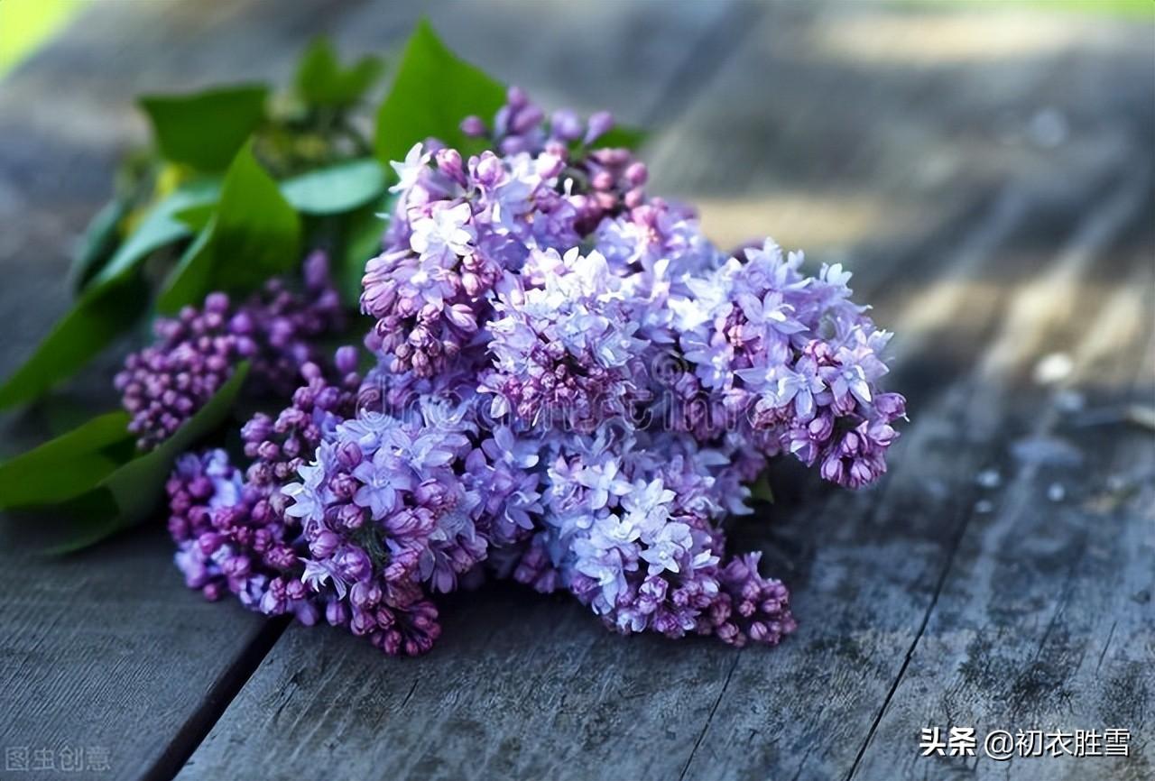 晚春丁香唯美诗词六首（紫花何太媚，香沉烟雨寒）