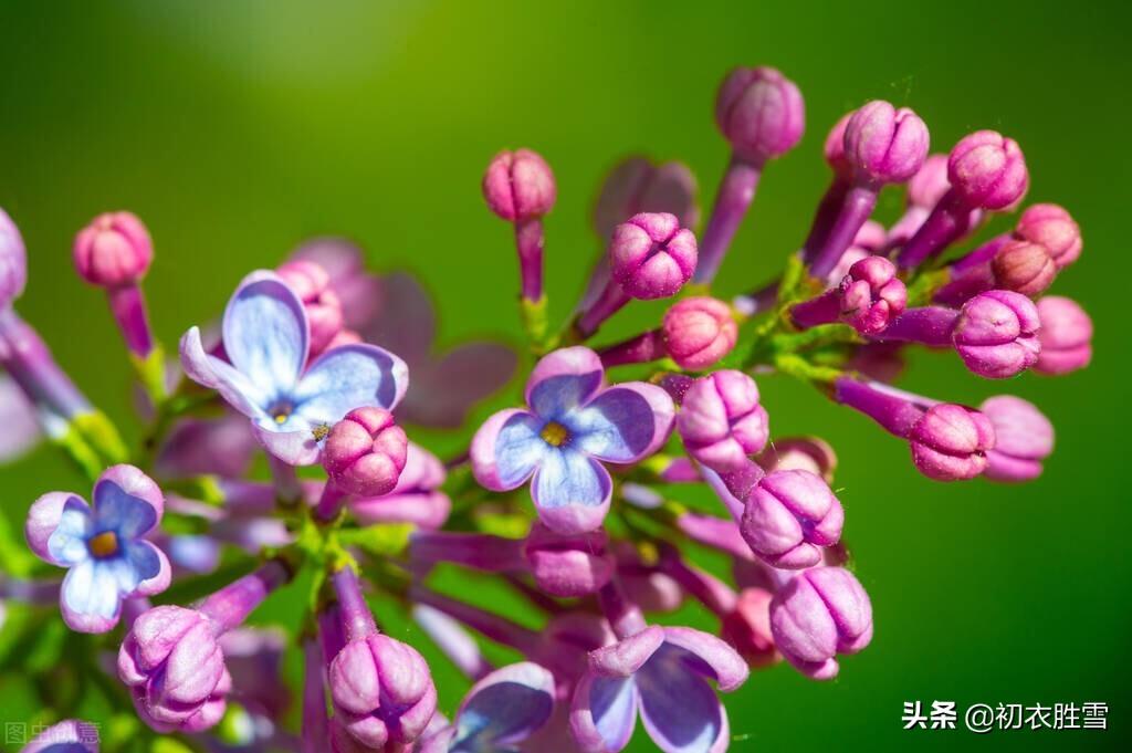 晚春丁香唯美诗词六首（紫花何太媚，香沉烟雨寒）