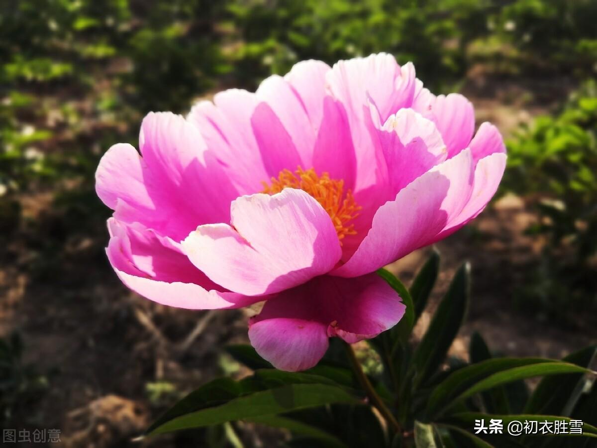 晚春芍药唯美古诗六首（芍药承春宠，何曾羡牡丹）