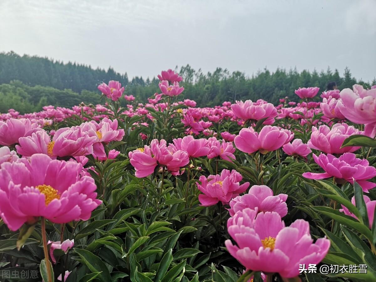 晚春芍药唯美古诗六首（芍药承春宠，何曾羡牡丹）