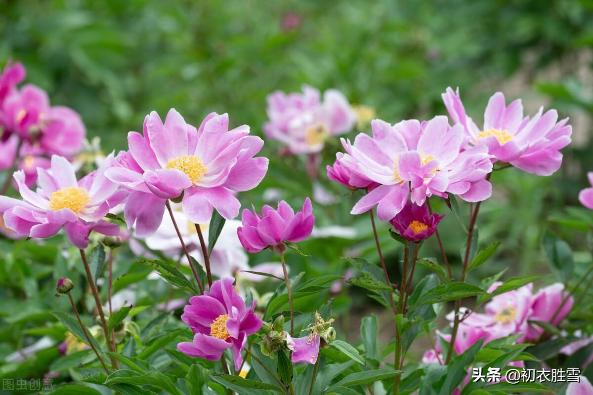 晚春芍药唯美古诗六首（芍药承春宠，何曾羡牡丹）