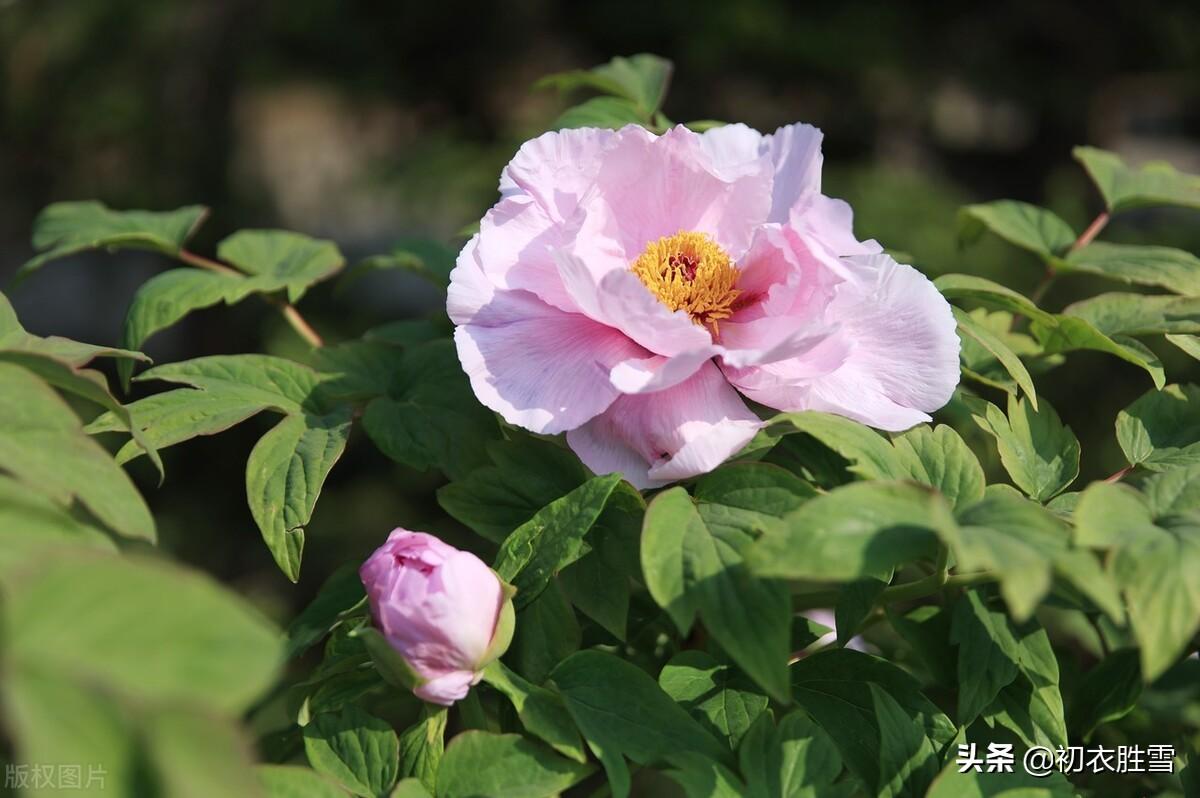 牡丹花经典诗词有哪些（晚春牡丹花唯美9首）