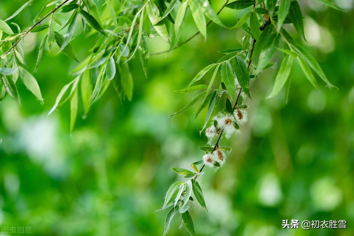 晚春经典诗词大全（李商隐晚春柳絮诗词两首）