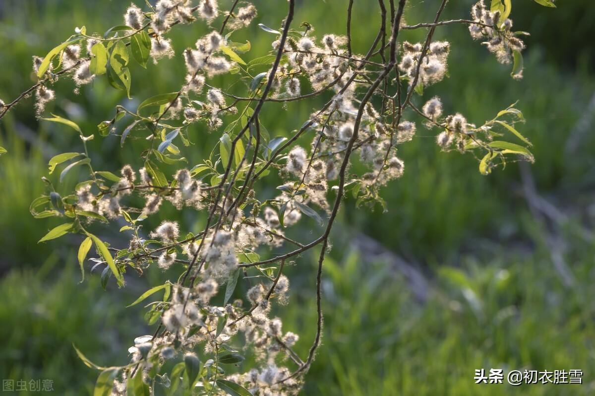 柳花经典诗词大全（晚春花信之柳花七首）