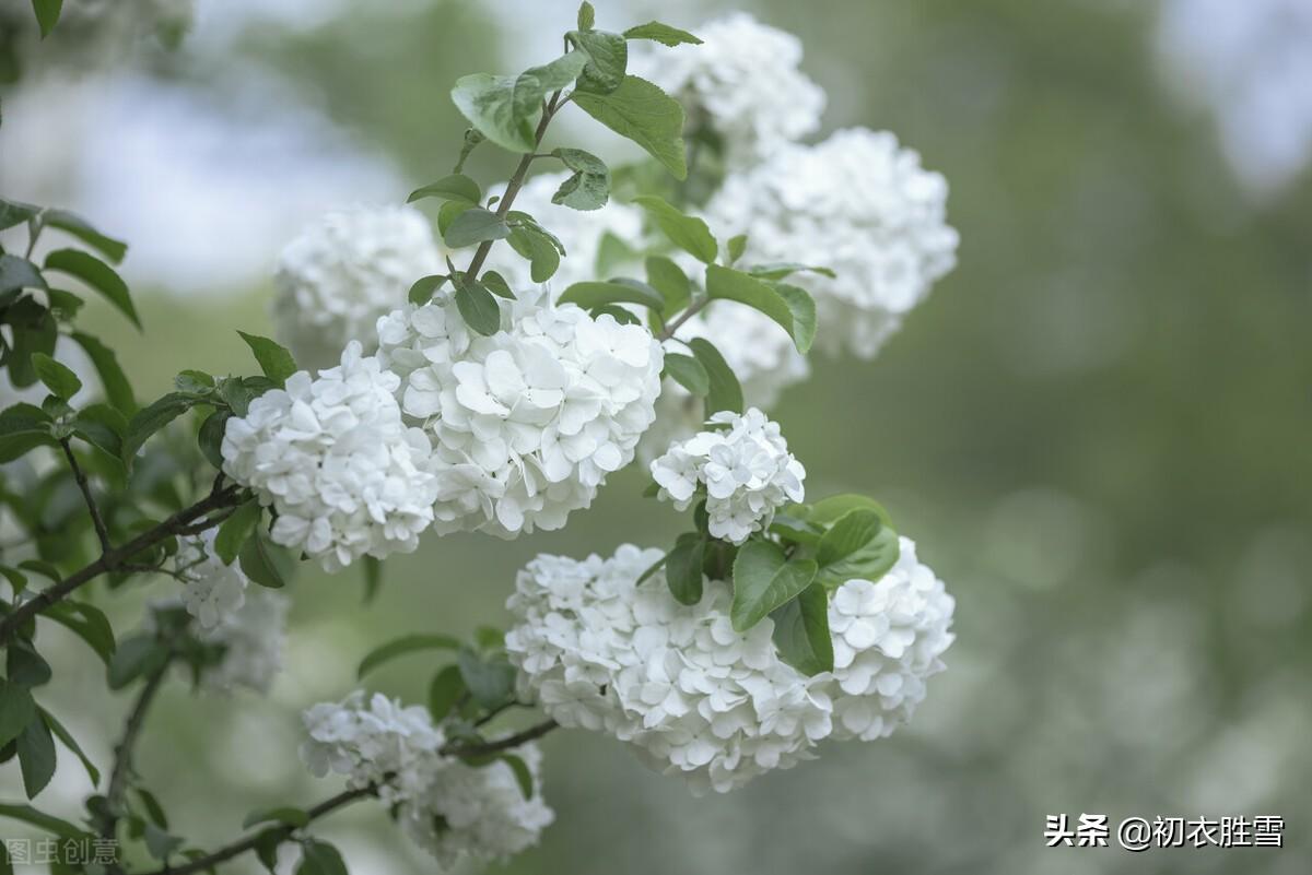 形容琼花优美的诗句（琼花观里琼花树，天地中间第一花）