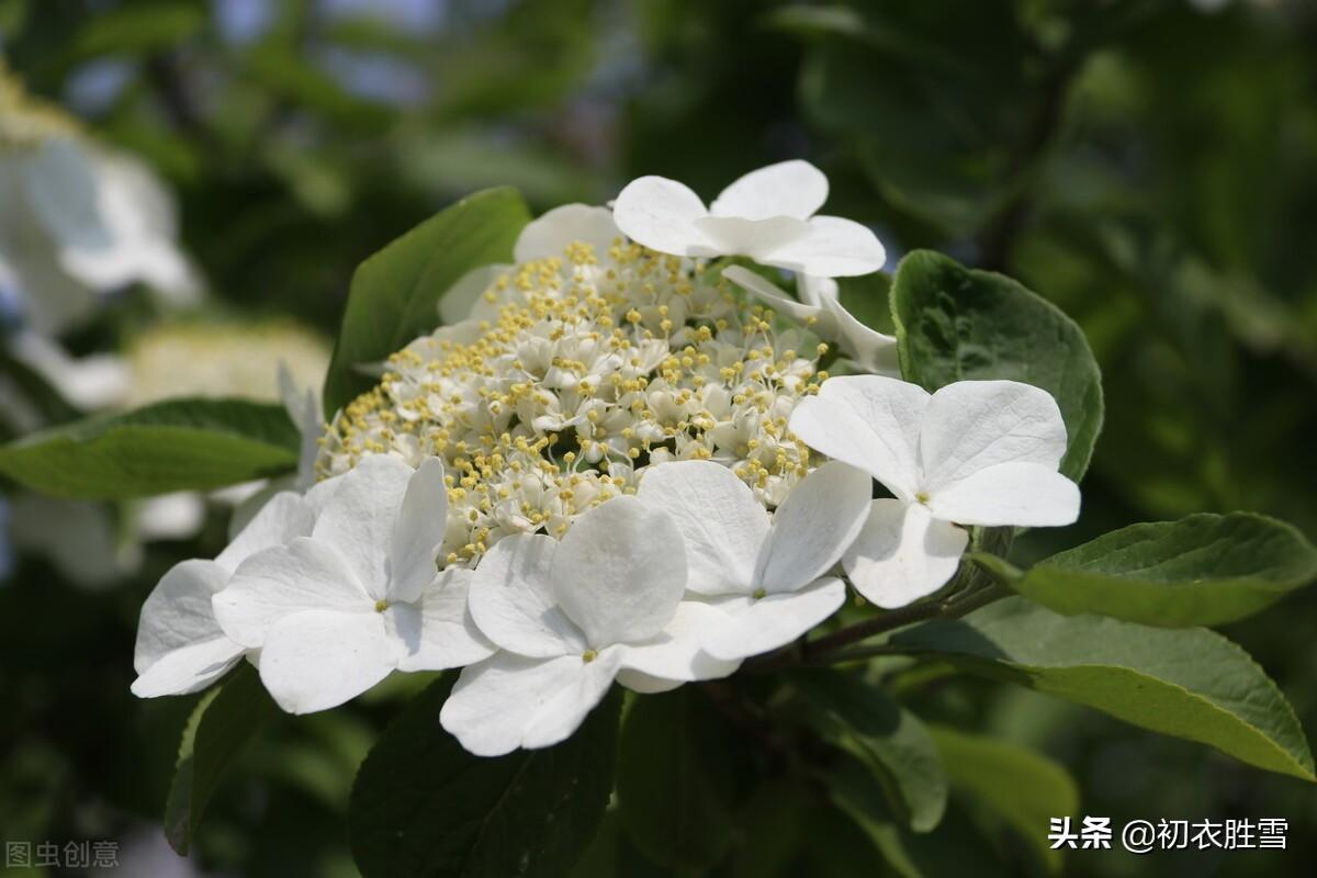 形容琼花优美的诗句（琼花观里琼花树，天地中间第一花）