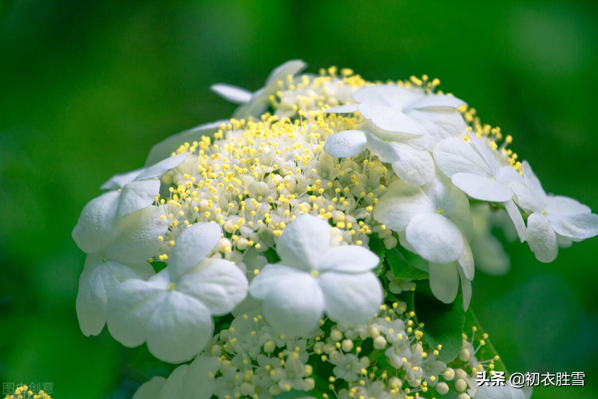 形容琼花优美的诗句（琼花观里琼花树，天地中间第一花）