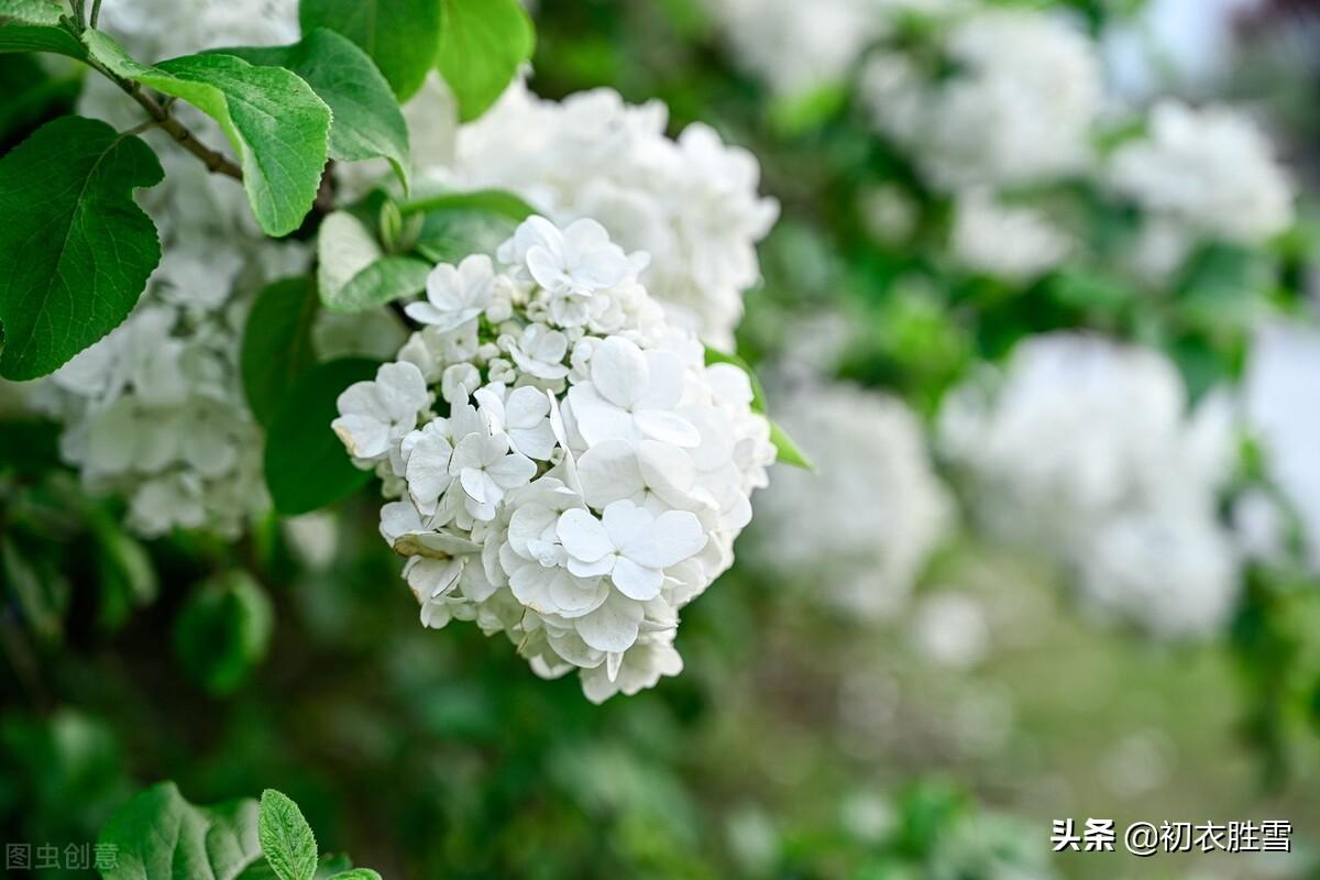 形容琼花优美的诗句（琼花观里琼花树，天地中间第一花）