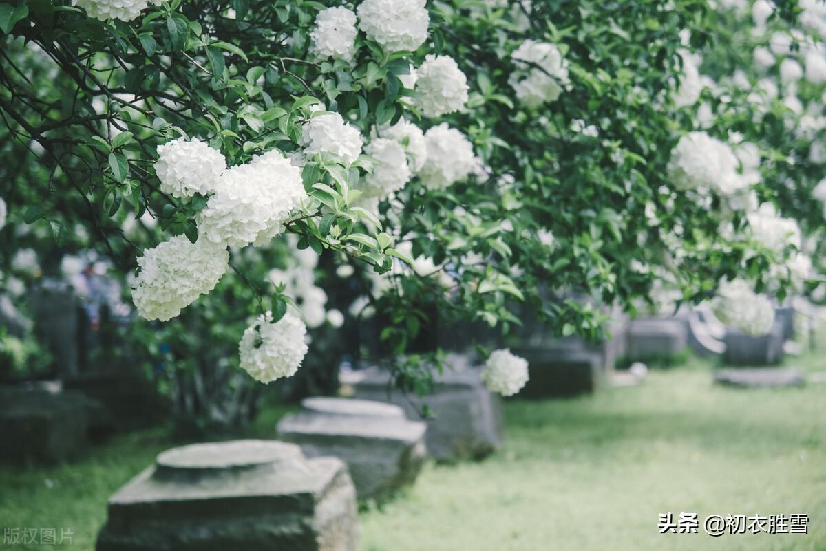 形容琼花优美的诗句（琼花观里琼花树，天地中间第一花）