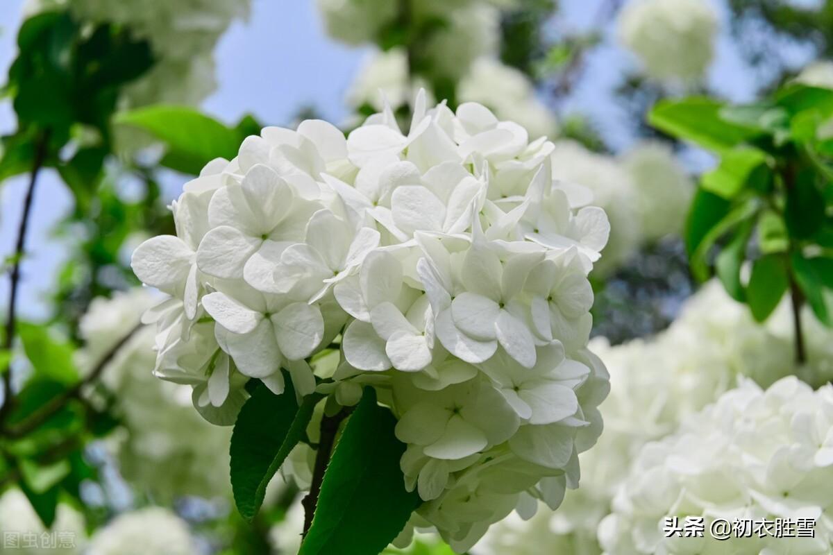 形容琼花优美的诗句（琼花观里琼花树，天地中间第一花）