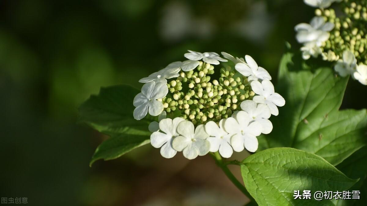 形容琼花优美的诗句（琼花观里琼花树，天地中间第一花）