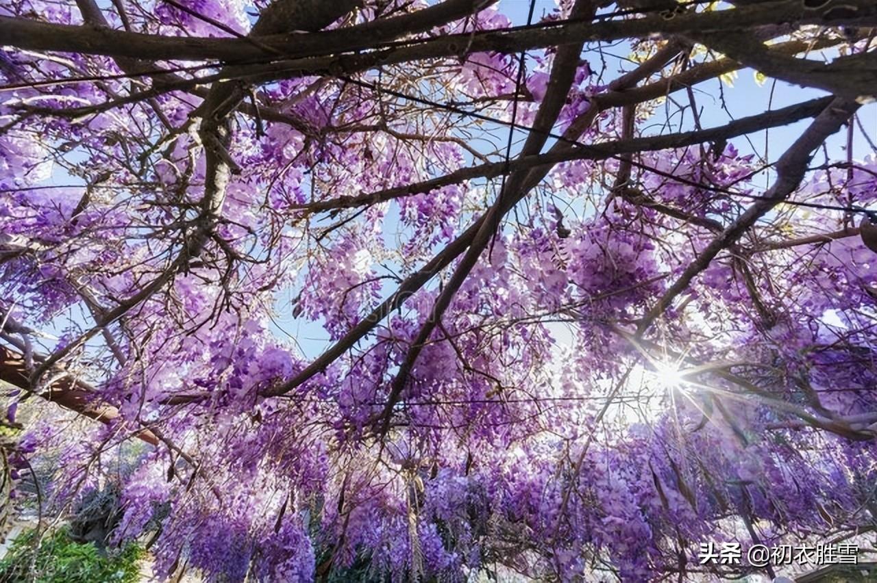 紫藤花唯美古诗大全（紫藤花唯美诗词四首）