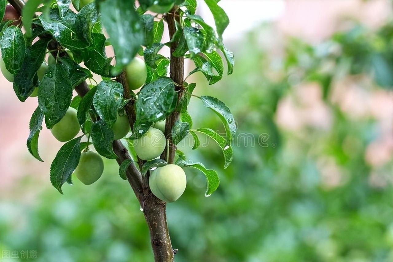 青梅唯美古诗大全（清丽青梅诗词五首）