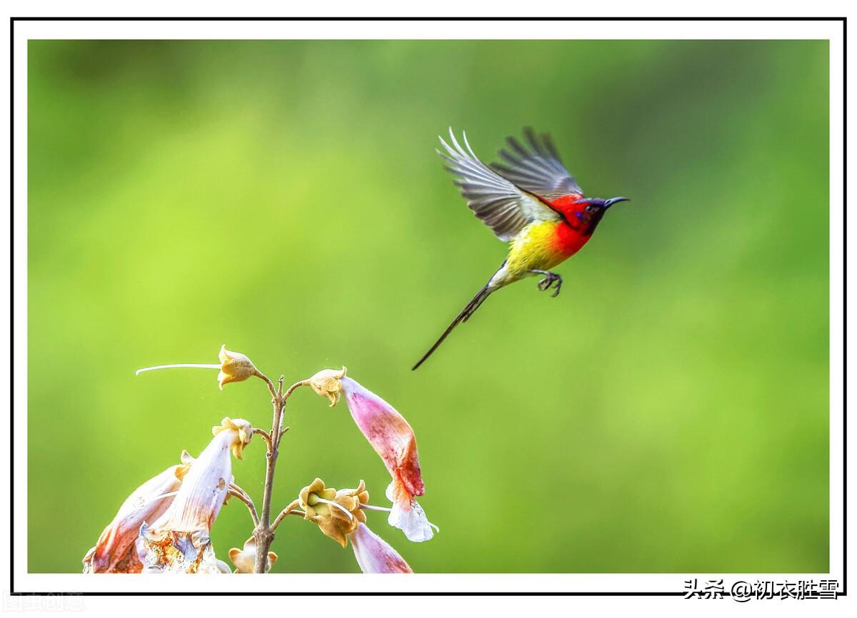 落桐花凤唯美古诗（晚春桐花凤六首）