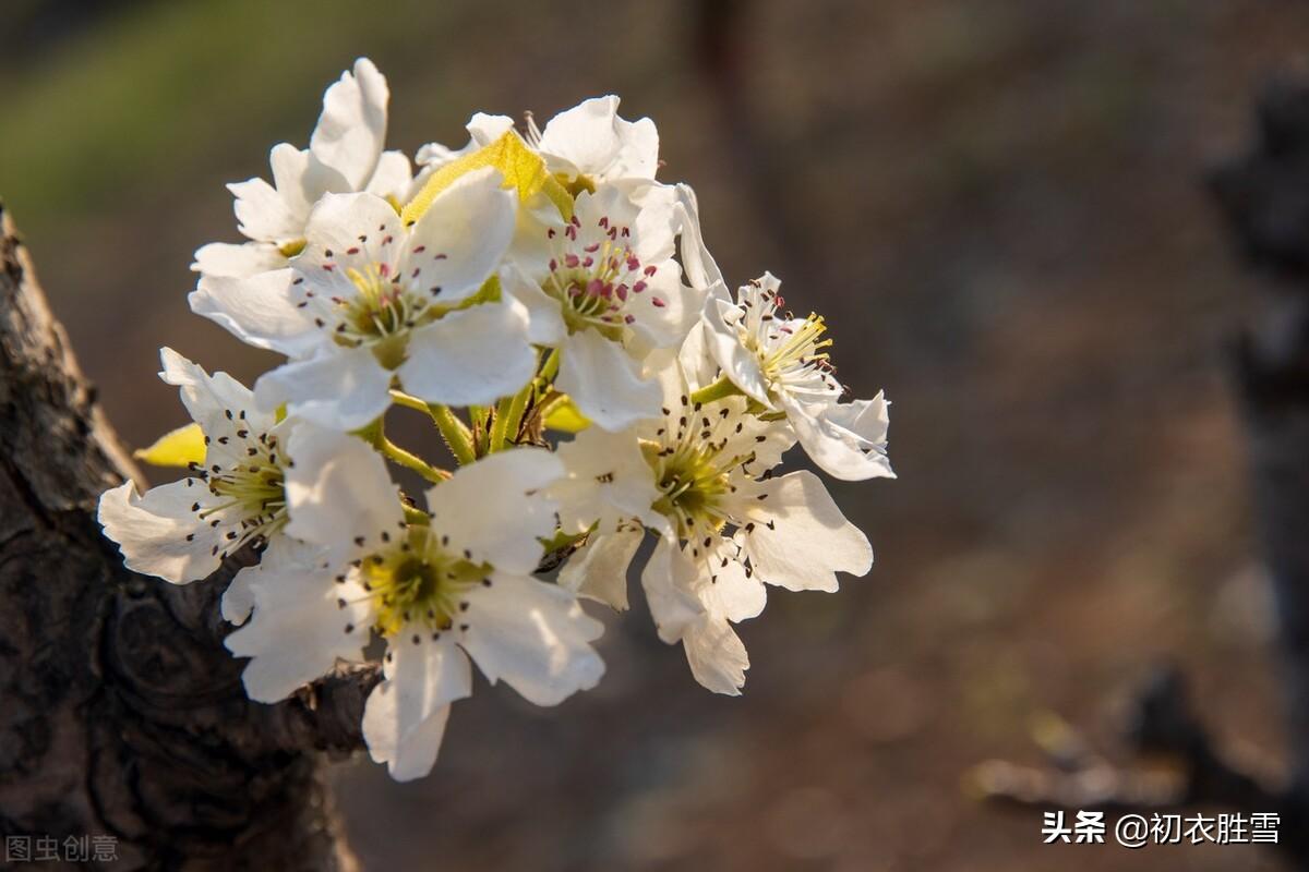 清明唯美古诗有哪些（苏轼清明五首经典诗词）