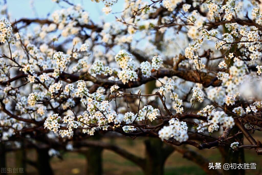 清明唯美古诗词大全（清明节气梨花美诗六首）