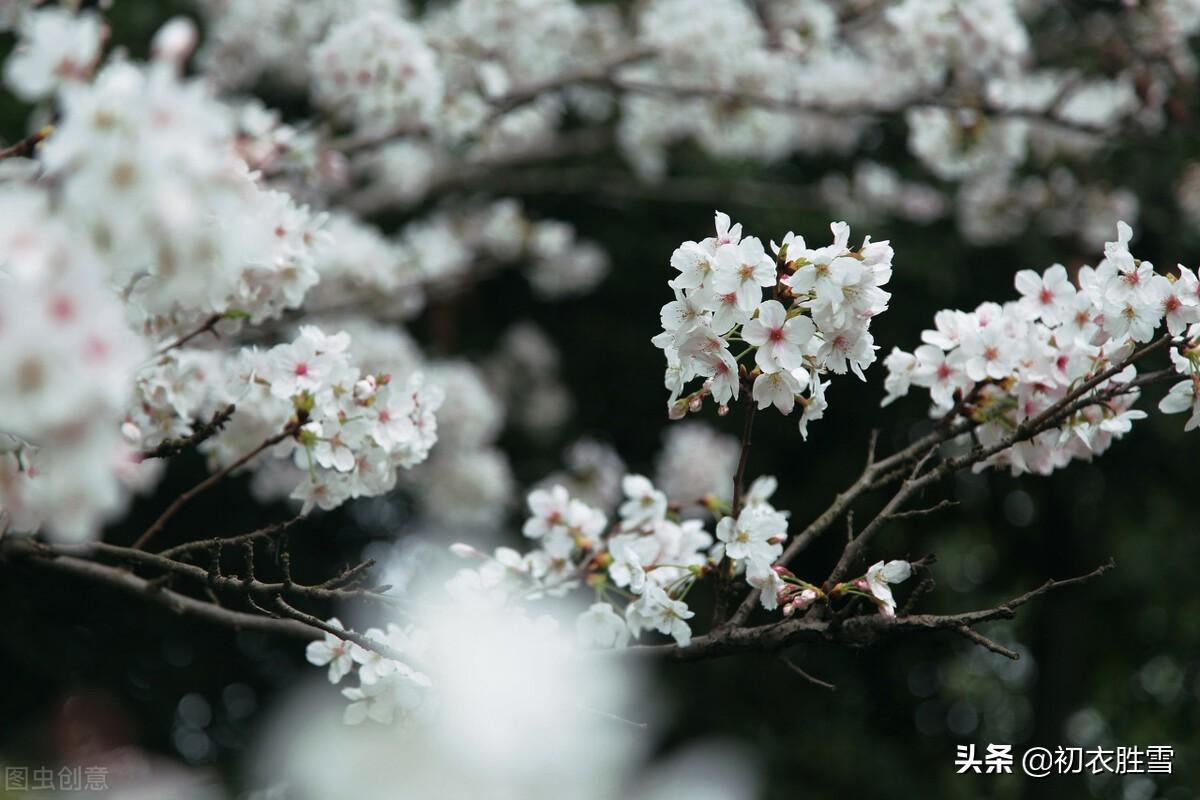 清明唯美古诗词大全（清明节气梨花美诗六首）