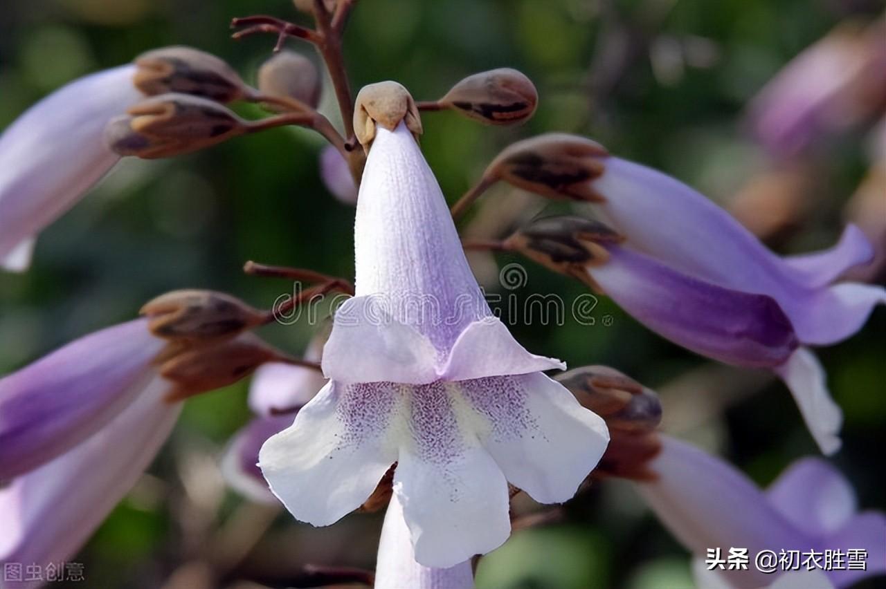 清明唯美古诗有哪些（清明节气桐花美诗七首）