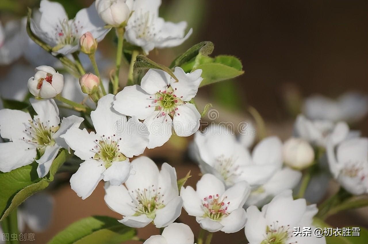 寒食节唯美古诗大全（白居易寒食节六首）