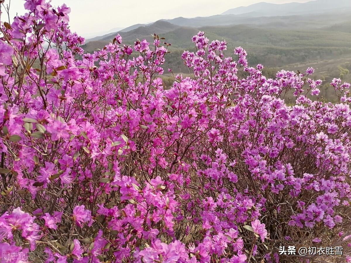 晚春踯躅花诗词六首（杜鹃啼时花扑扑，踯躅闲开艳艳花）