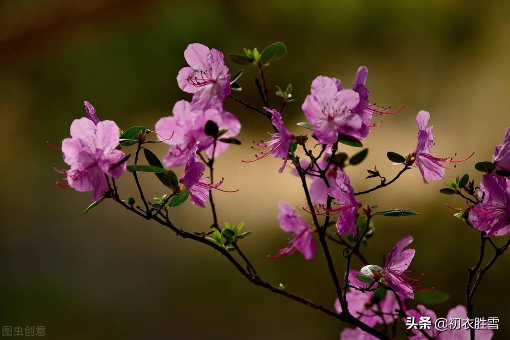 晚春踯躅花诗词六首（杜鹃啼时花扑扑，踯躅闲开艳艳花）