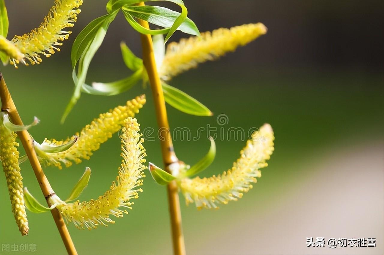 杨花唯美古诗八首（杨花好上衣，杨花处处飞）