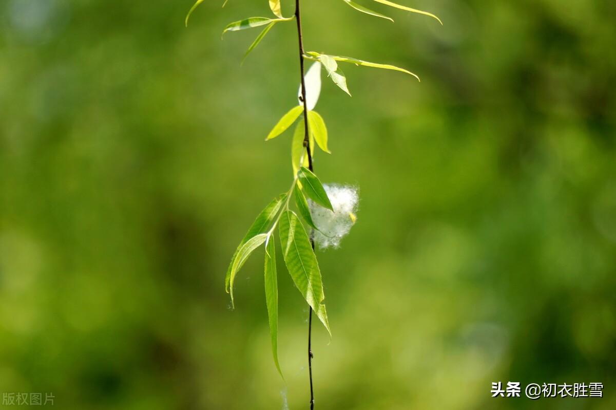 杨花唯美古诗八首（杨花好上衣，杨花处处飞）