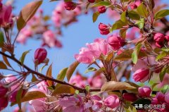 海棠花唯美古诗大全（晏殊富丽海棠花三首）