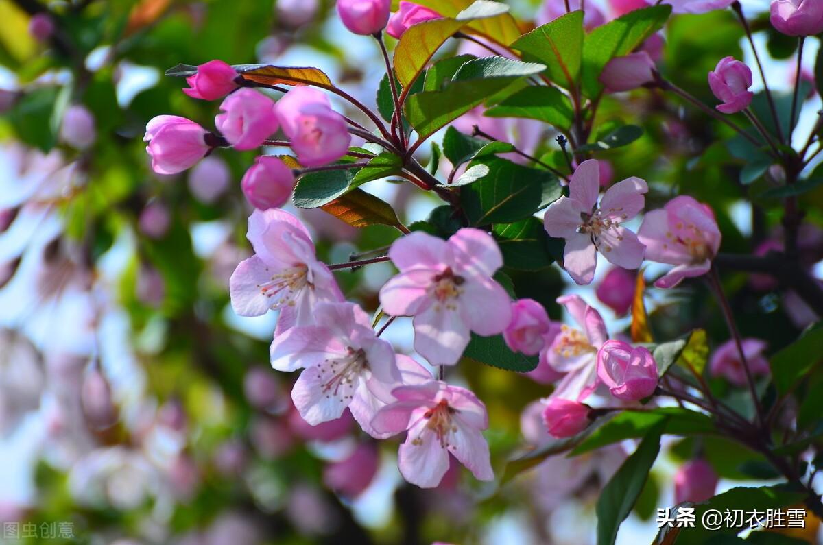 海棠花唯美古诗大全（晏殊富丽海棠花三首）