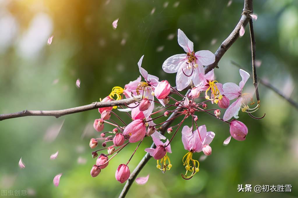 落花春日唯美古诗（草落花诗词六首）