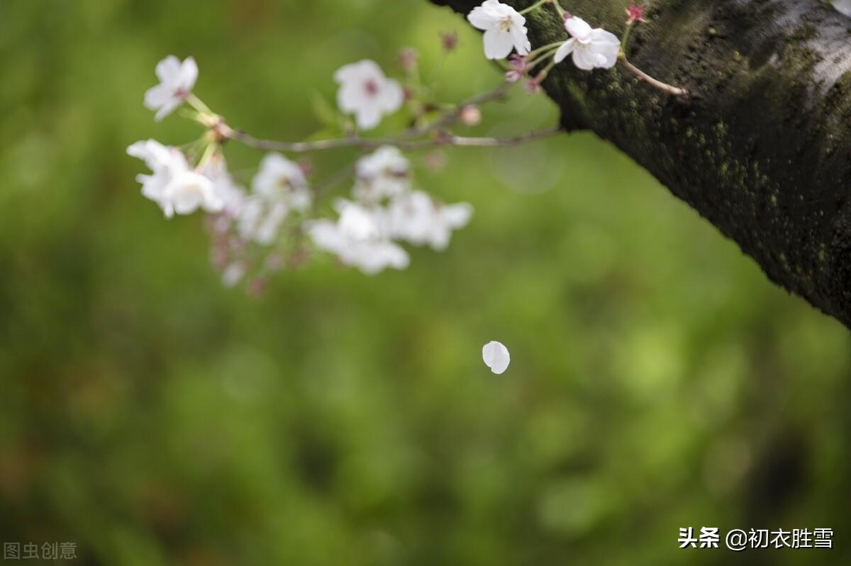 落花春日唯美古诗（草落花诗词六首）