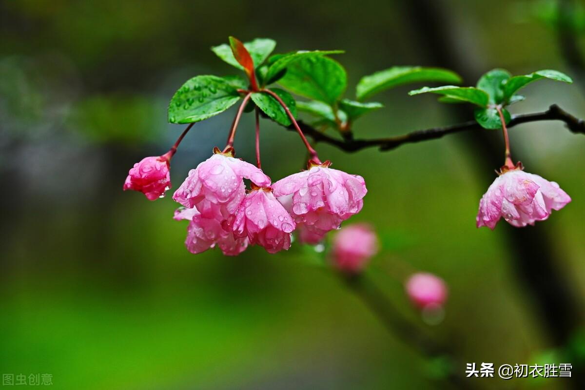 海棠唯美古诗有哪些（郑谷海棠诗词四首）