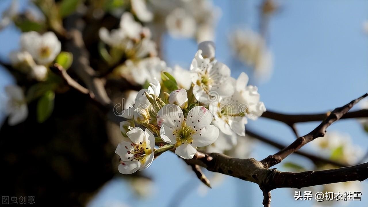 梨花唯美古诗大全（明丽梨花古诗七首）